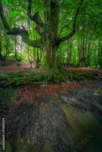 Otzarreta beech forest, Hayedo Otzarreta, Gorbea Natural Park, Basque Country, Spain