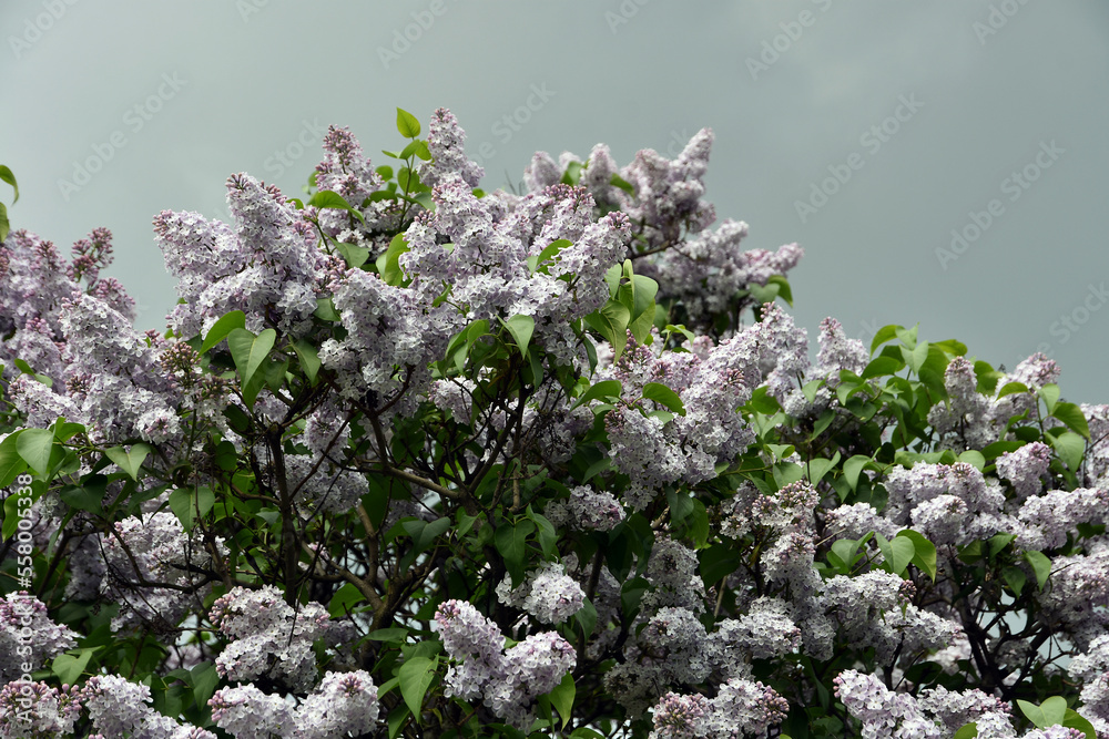 Lilac trees in lilac garden