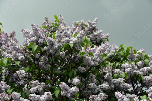Obraz na płótnie Lilac trees in lilac garden w salonie