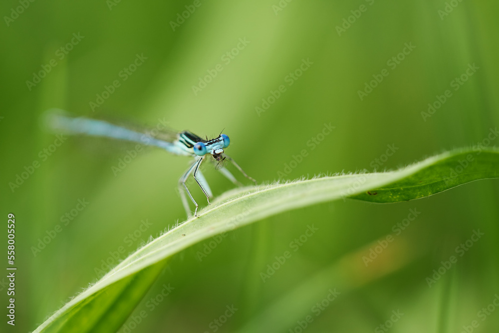 Blaue Federlibelle auf einem Blatt sitzend, Platycnemis pennipes Blaue Federlibelle auf einem Blatt sitzend, Platycnemis pennipes