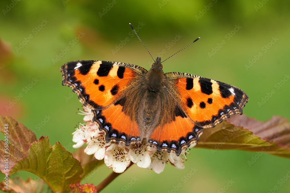 Kleiner Fuchs Schmetterling, Aglais urticae Kleiner Fuchs Schmetterling, Aglais urticae