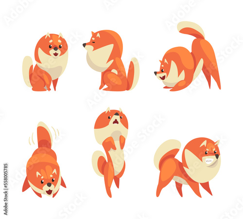 Cute red pomeranian spitz in different poses set. Funny fluffy pet dog cartoon vector illustration