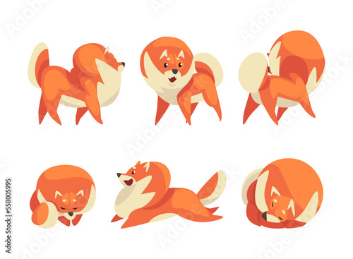 Cute fluffy red pomeranian spitz in different poses set. Fluffy pet dog walking, jumping and sleeping cartoon vector illustration