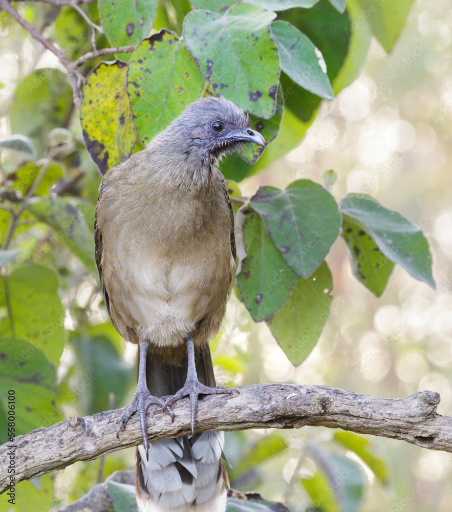 Obraz premium Plain Chachalaca (Ortalis vetula), Bentsen Rio Grande Valley State Park, Texas, USA.