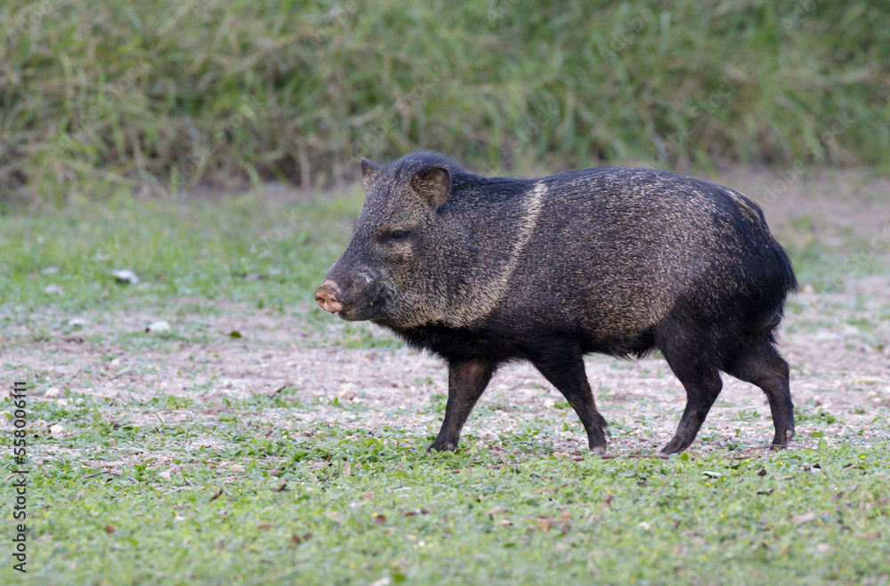 Collared peccary, Bentsen Rio Grande Valley State Park, Texas, USA.