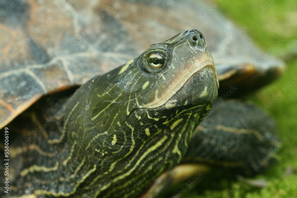 False map turtle Graptemys pseudogeographica head closeup False map turtle Graptemys pseudogeographica head closeup