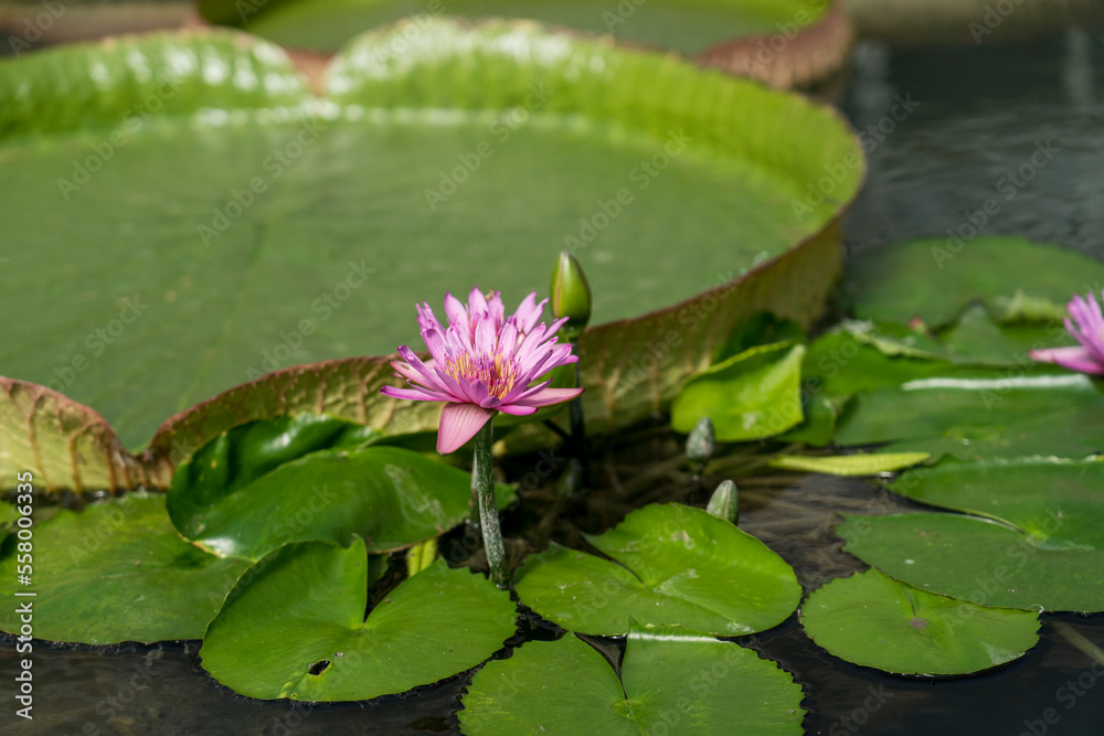 Water lily and Victoria Amazonica at Umijigoku in Beppu, Japan Water lily and Victoria Amazonica at Umijigoku in Beppu, Japan