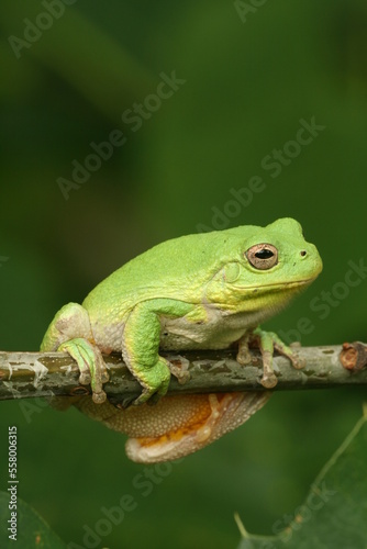 Gray treefrog hyla versicolor on twig