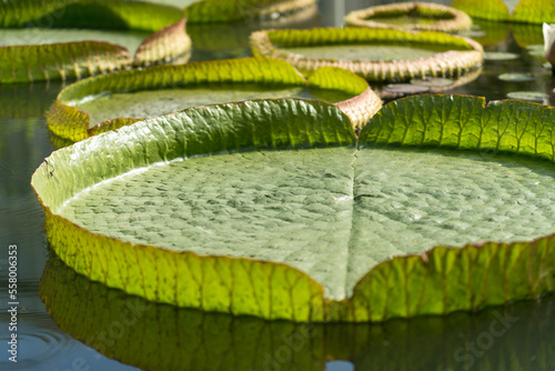 Victoria Amazonica at Umijigoku in Beppu, Japan photo