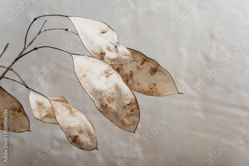Dried lunaria flowers in sunlight. Floral minimal home interior. Boho style home decor. Selective focus photo
