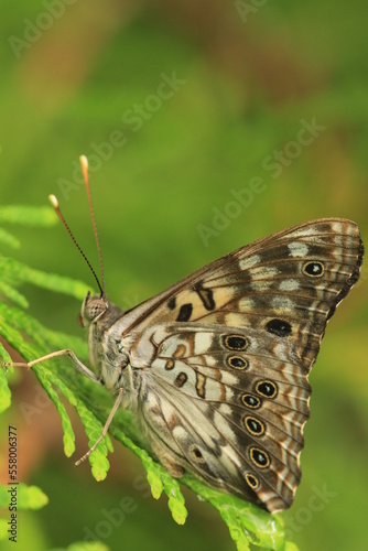 Hackberry emperor butterfly Asterocampa celtis
