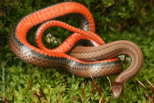 red bellied snake Storeria occipitomaculata in defensive posture showing underside