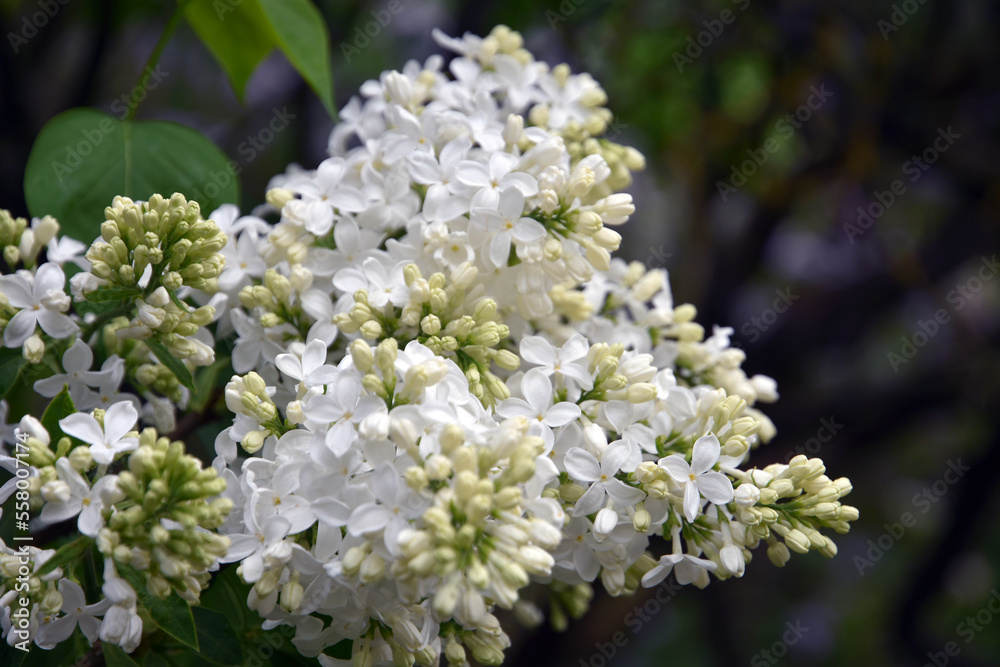 Lilac trees in lilac garden
