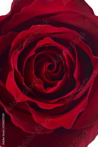 Valentine's Day. Flowers composition. frame made of rose flowers, background.