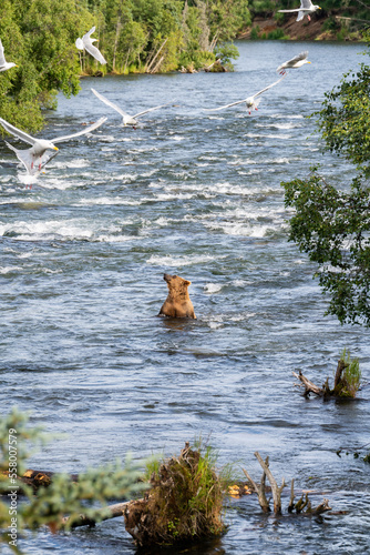 bear photo