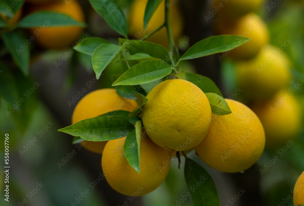 image of the fruits of the orange tree image of the fruits of the orange tree