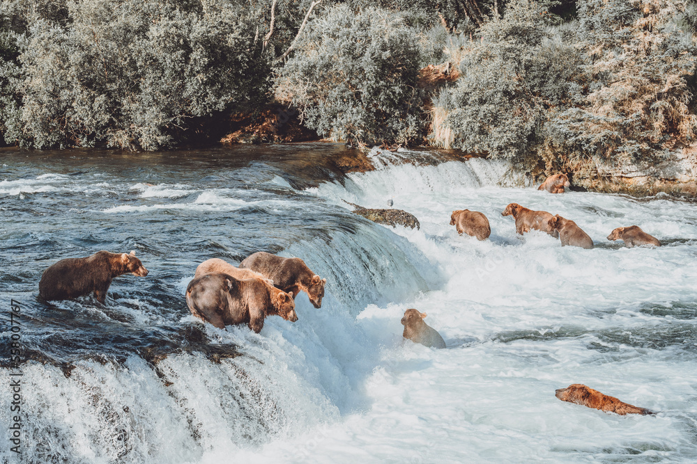 Fototapeta premium bear