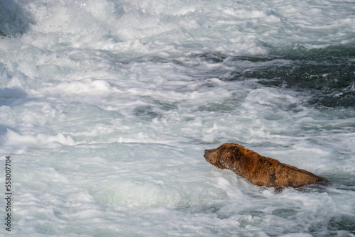 bear photo