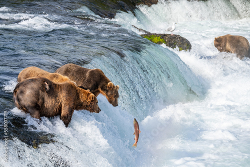 bear
