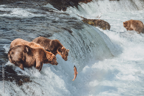 bear