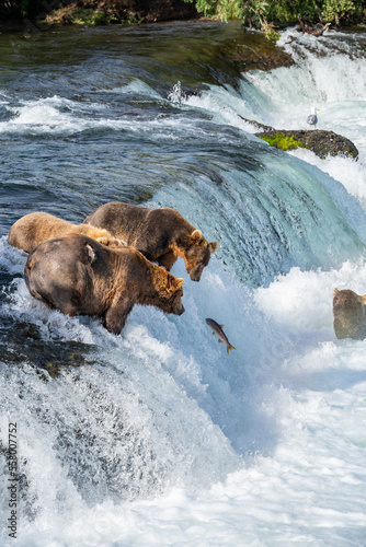 bear