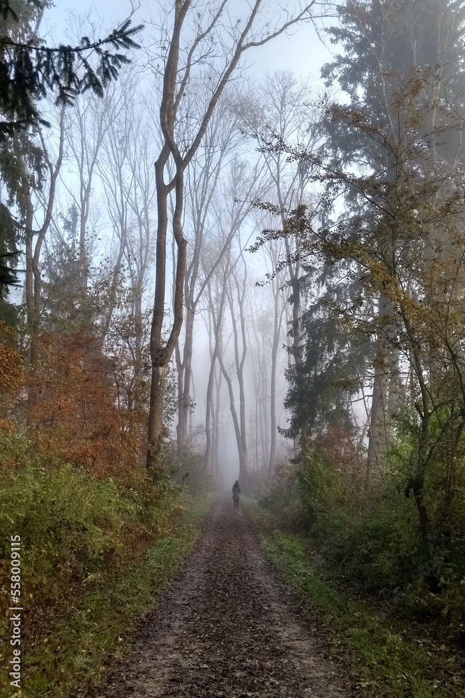 Obraz premium Path in the woods