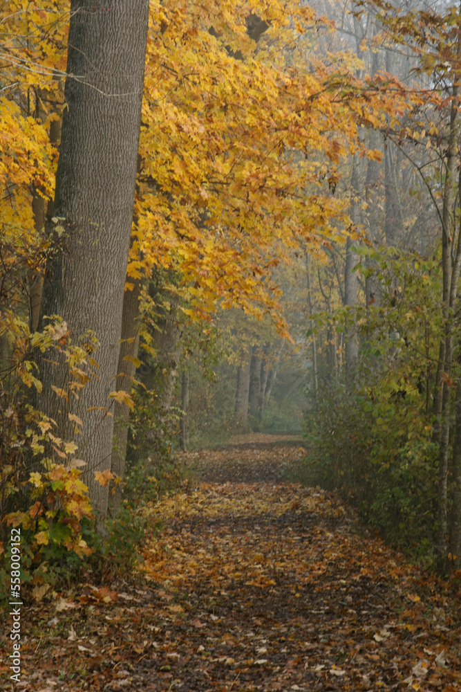 Obraz premium Path in autumn forest