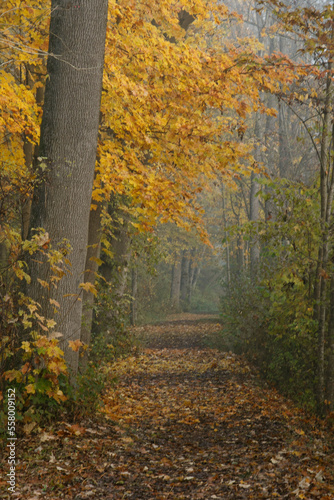 Path in autumn forest