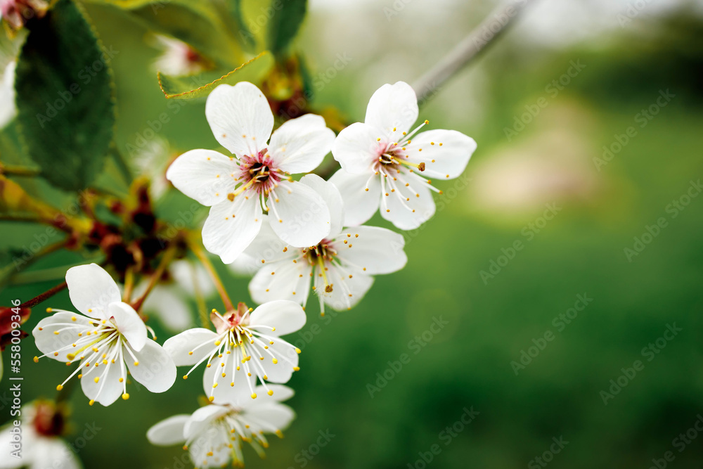 White blossom on the tree blooming in the early spring, backgroung blured. High quality photo White blossom on the tree blooming in the early spring, backgroung blured. High quality photo