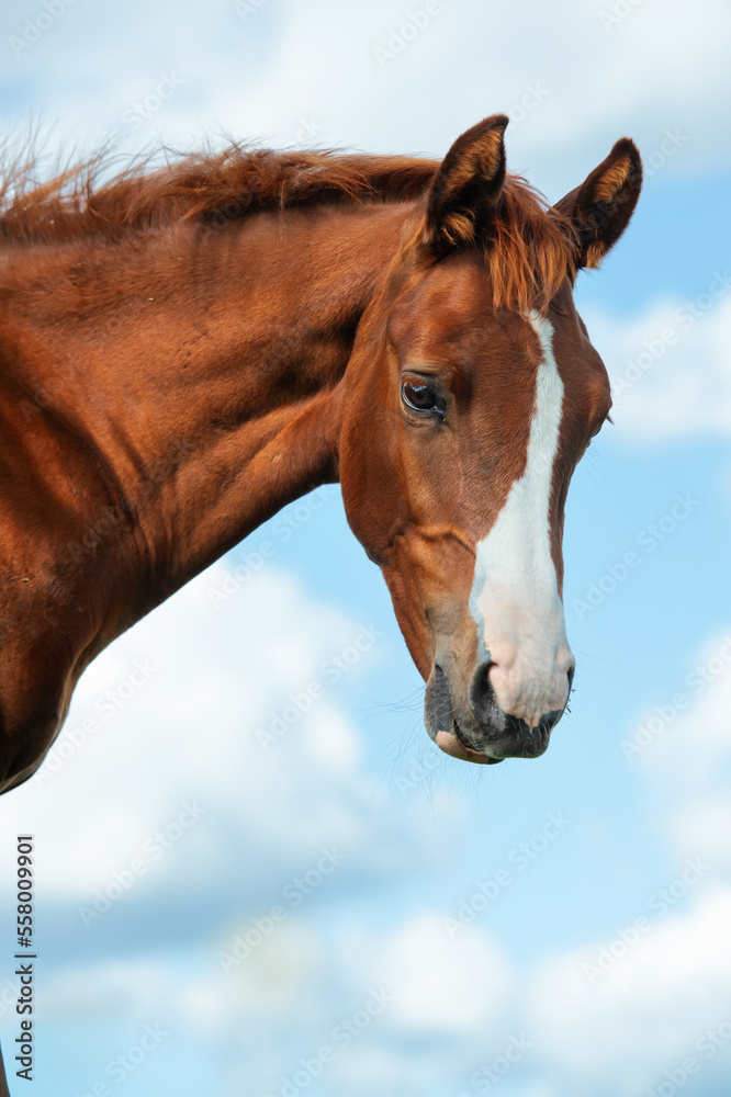portrait of chestnut colt agaist cloudy sky. close up