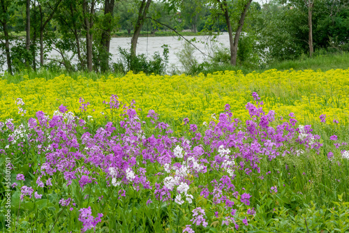 Dame's Rocket Growing Wild  Along The Trail In Spring photo