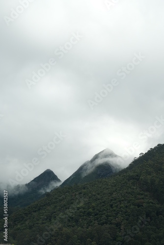 Rainforest in Brazil