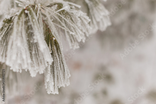 frost on branches