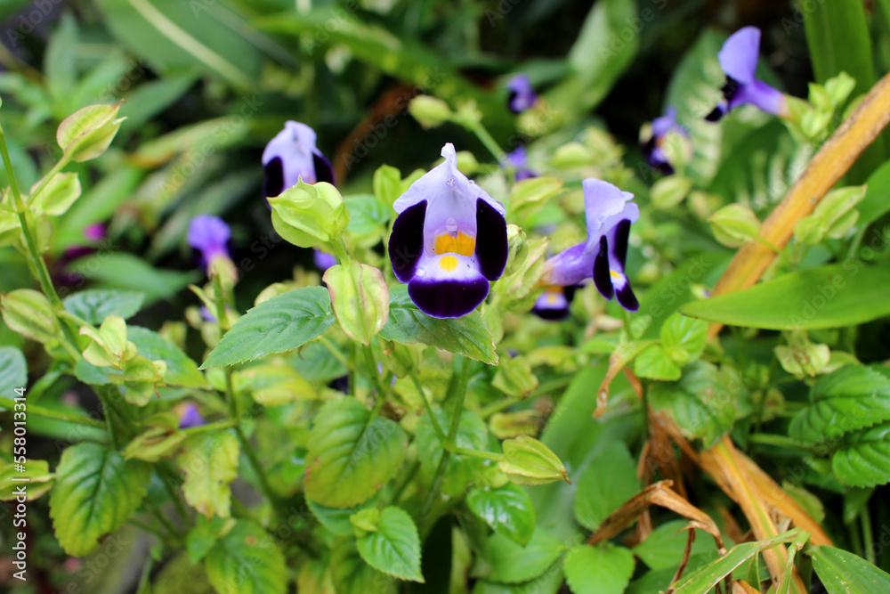 Torenia fournieri flower, also known as the wishbone flower, is purple in color with yellow pistils Torenia fournieri flower, also known as the wishbone flower, is purple in color with yellow pistils