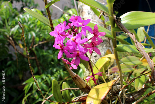 Epidendrum secundum orchid, purplish pink in color, is blooming in the yard photo