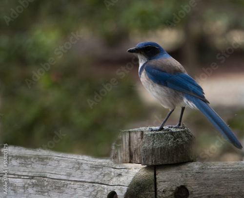 blue jay on a branch