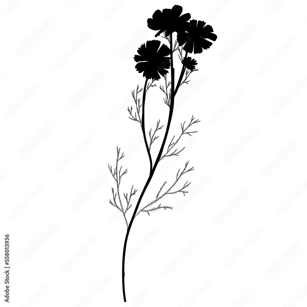 Silhouette Daisy Wild Flower Branch. Floral Illustration. Hand drawn black meadow or field elegant herb. Modern botanical rustic greenery.