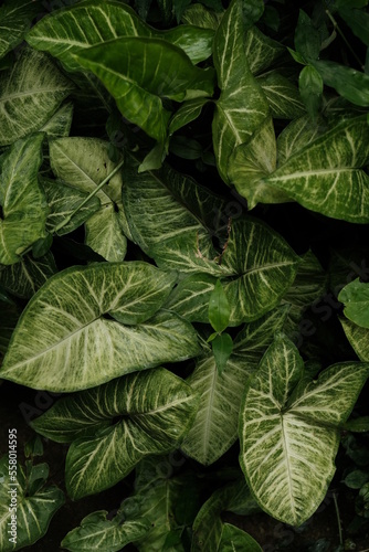 Tropical plant of Brazil