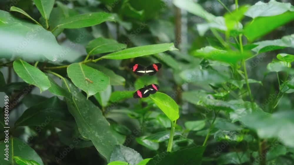 two Heliconius erato butterfly shining on a green leaf in a beautiful garden