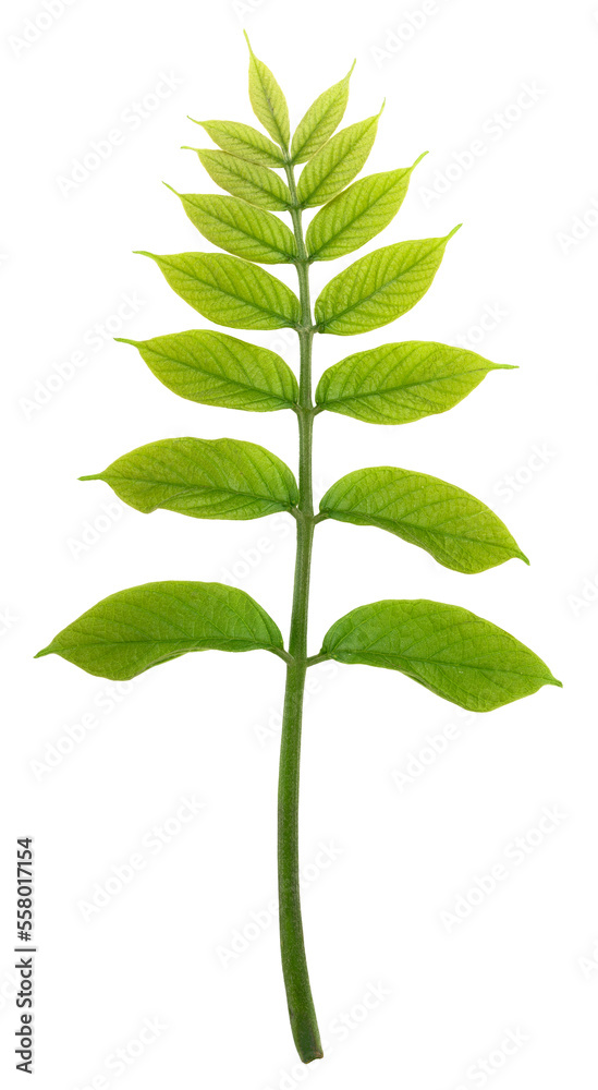 Naklejka premium Fresh Green leaf on white background, Green leaf branch isolated on white PNG File.
