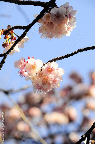 blossom in spring © Jrmie
