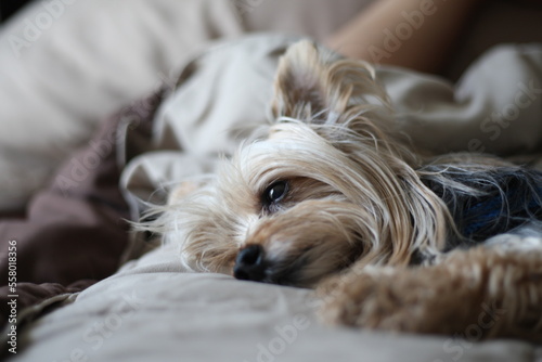 Yorkshire Terrier sleeping in bed