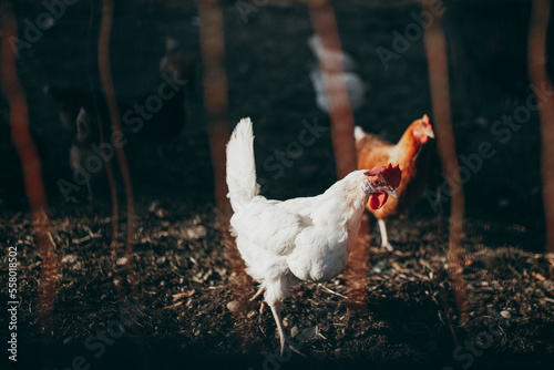 chicken on green field near grass