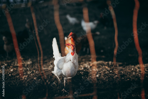 Group of chickens standing on field.