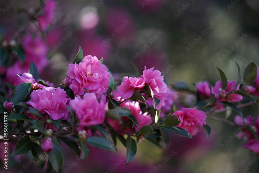 Obraz premium pink flowers