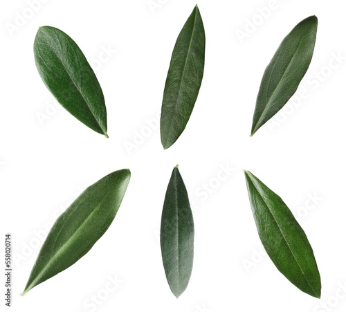 Set with fresh green olive leaves on white background