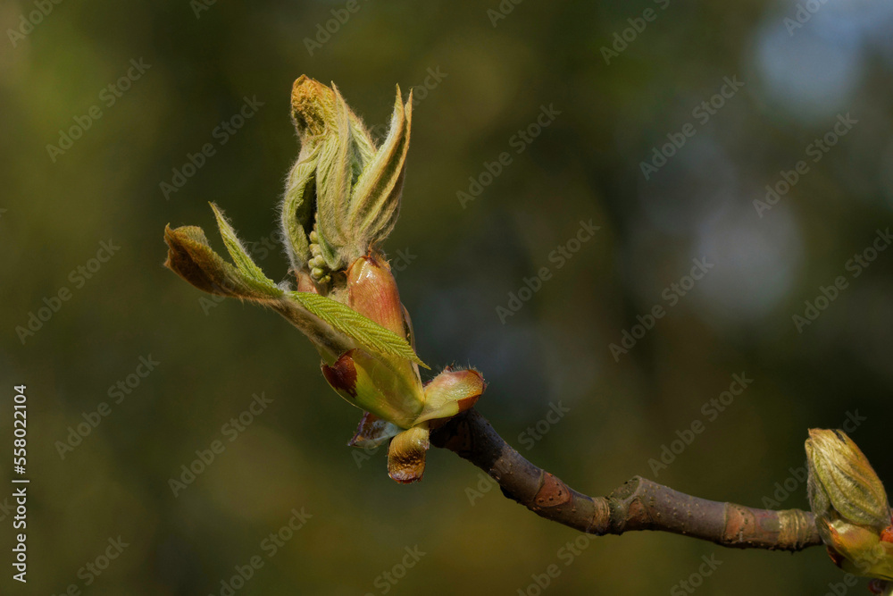 Obraz premium the bud of a horse chestnut tree unfolds in springtime