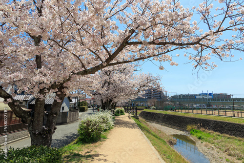 晴天での桜並木「兵庫県」 © yoshitani