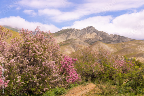 Beautiful blooming tamarisk in the mountains.