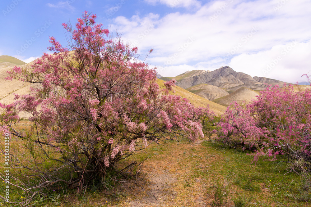Beautiful blooming tamarisk in the mountains. Beautiful blooming tamarisk in the mountains.